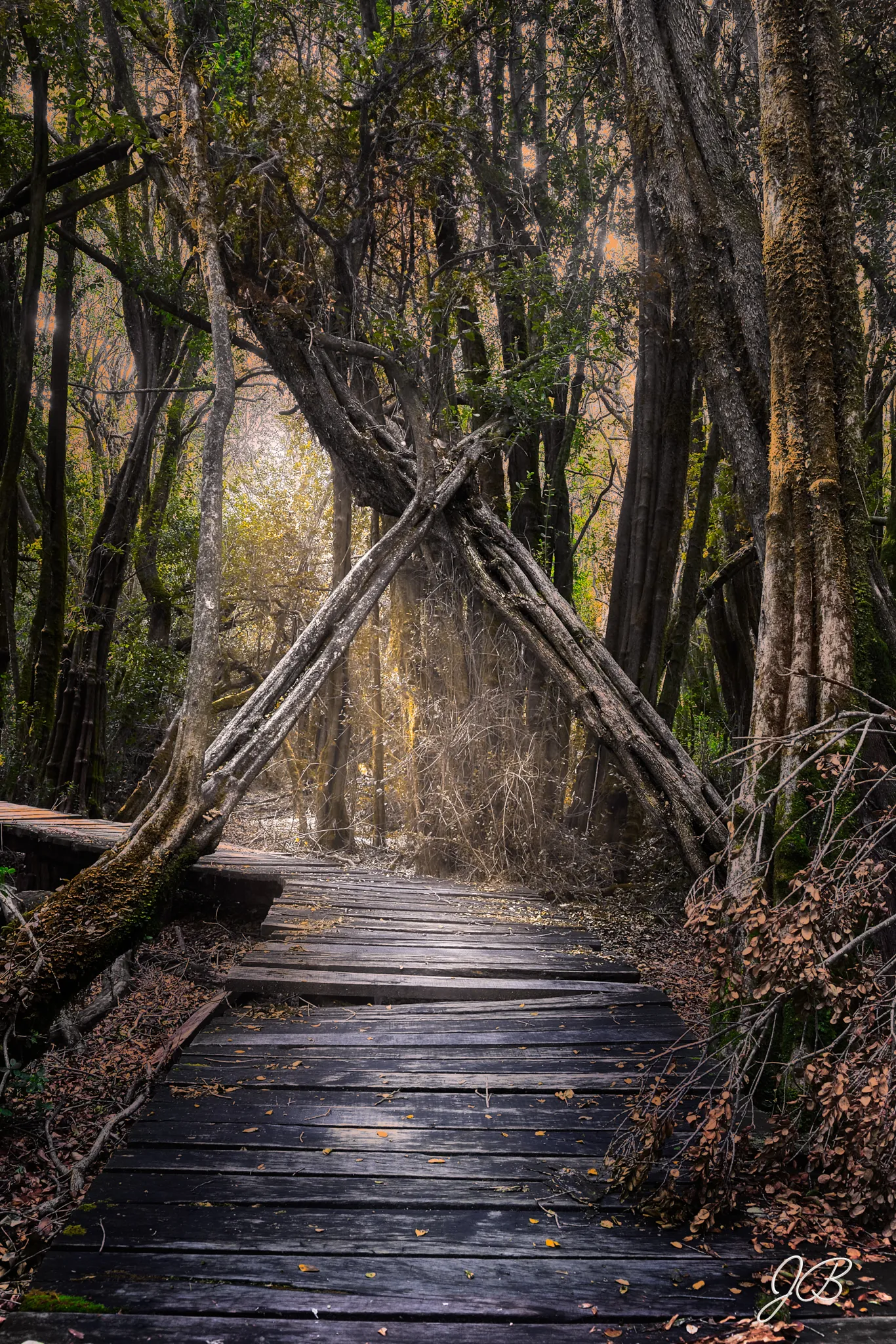 Ecos del Bosque