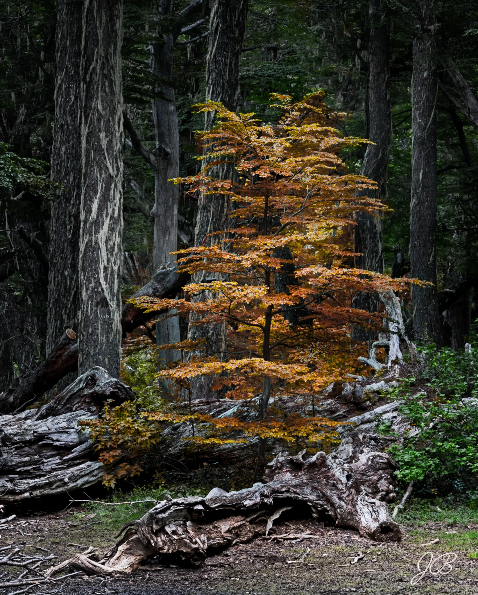 Ecos del Bosque