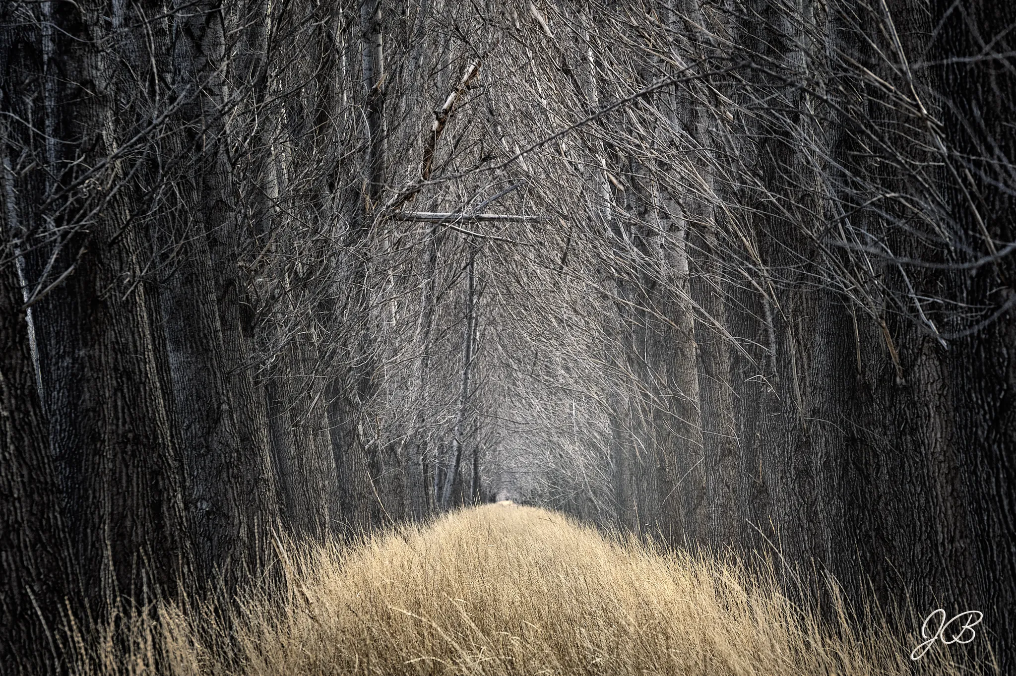 Ecos del Bosque