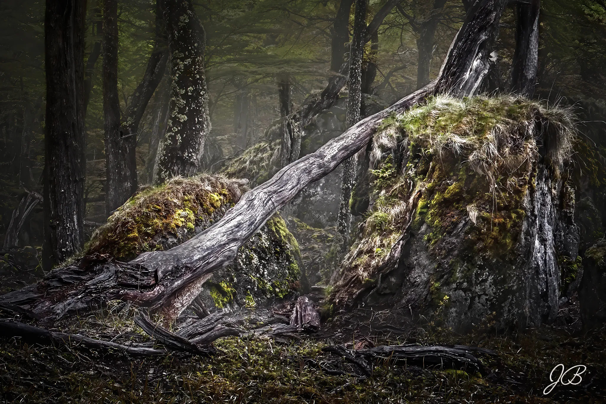 Ecos del Bosque