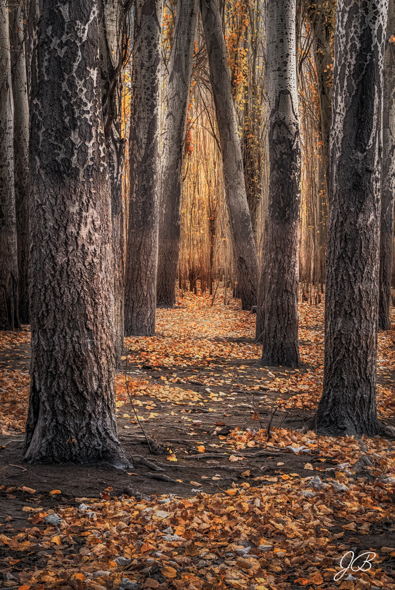 Ecos del Bosque
